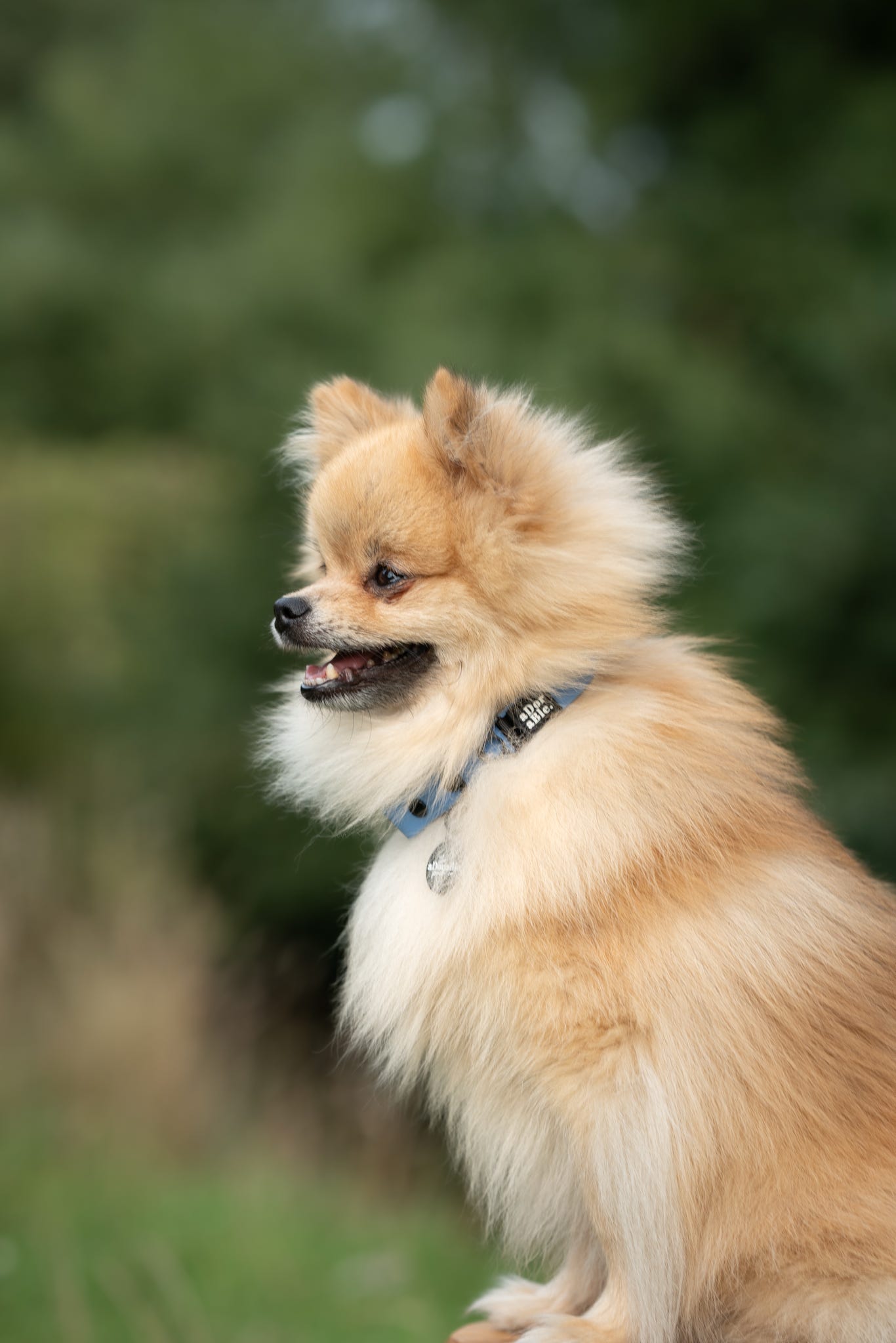 HydroFlex Lite™ Dog Collar - Cornflower Blue