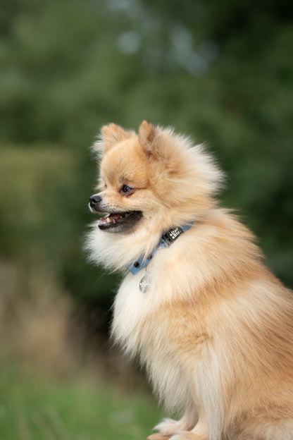 HydroFlex Lite™ Dog Collar - Cornflower Blue