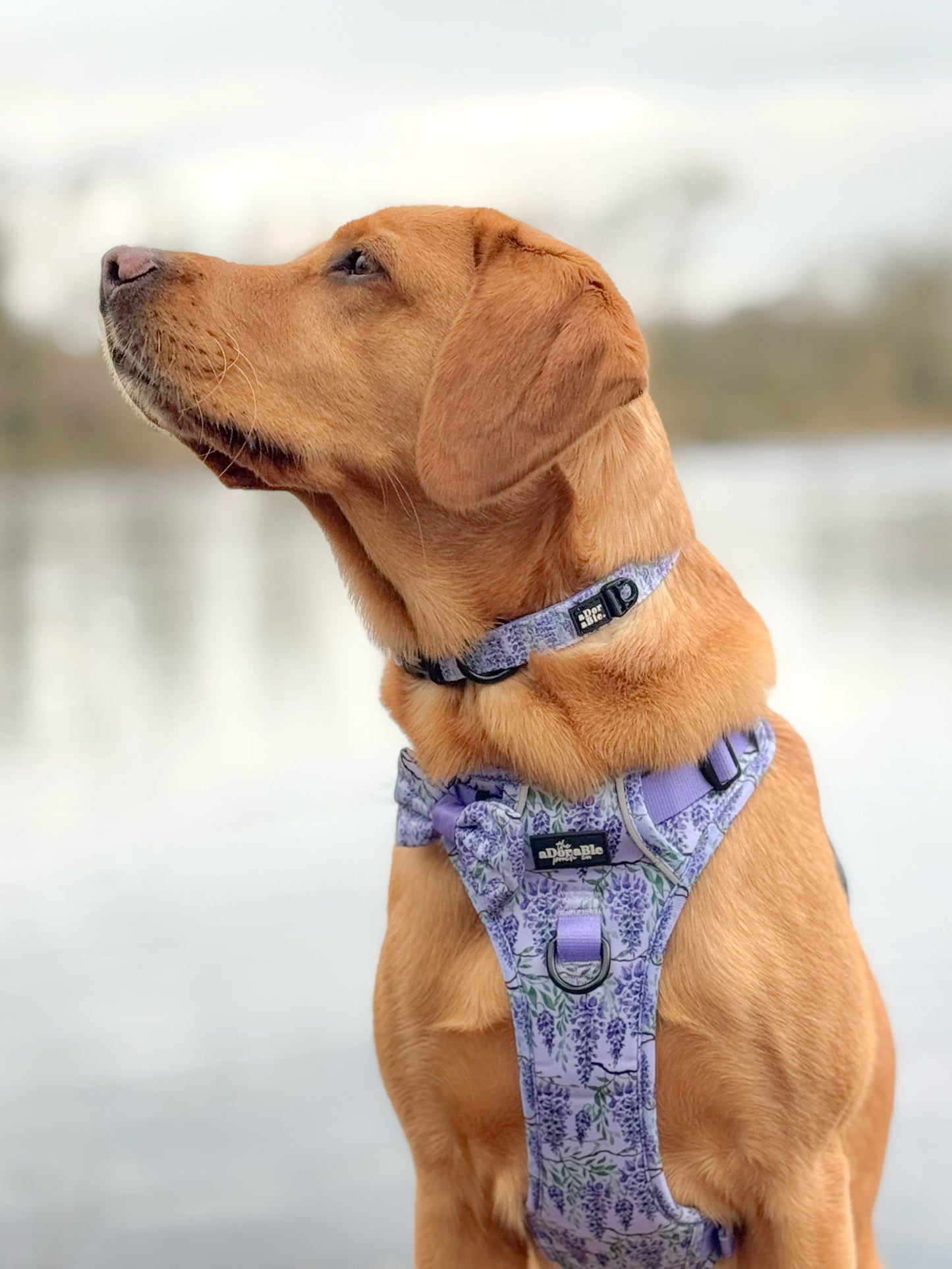 Hike & Go Lite™ Harness - Wisteria Waltz