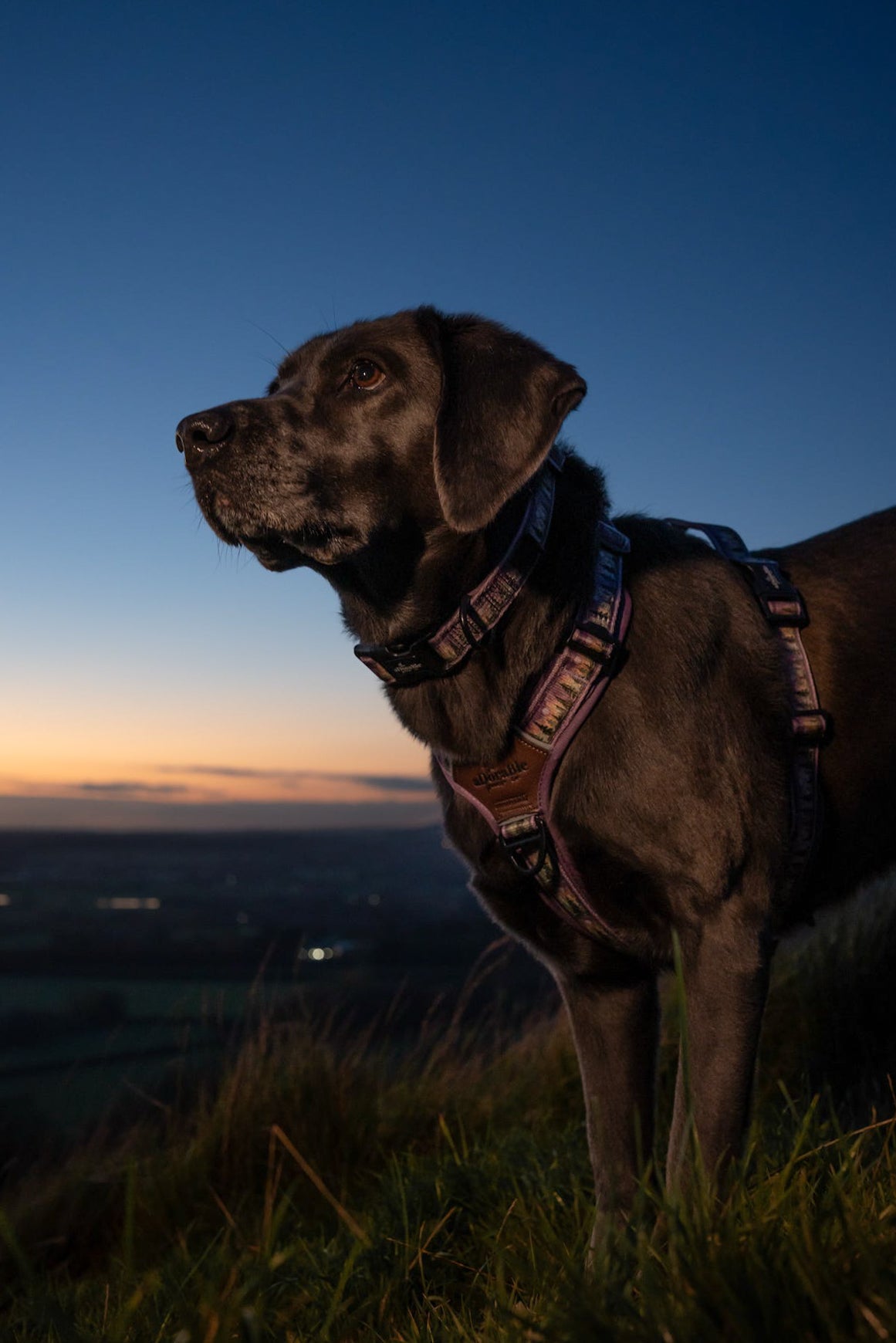 Streamline Pro™ Dog Harness - Moonlit Pines