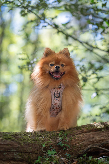 Hike & Go Lite™ Harness - Cotswold Cottage
