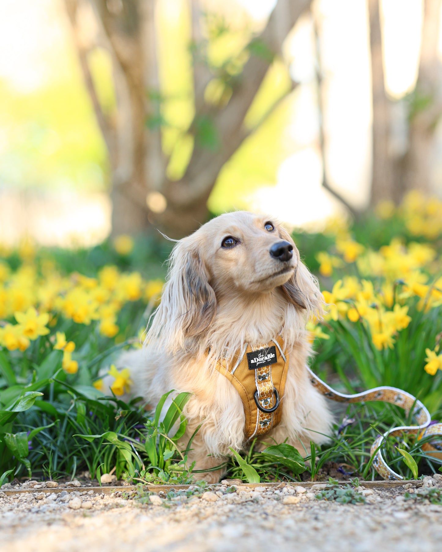 Hike & Go™ Harness - Honeycomb Hive - Large - SECONDS