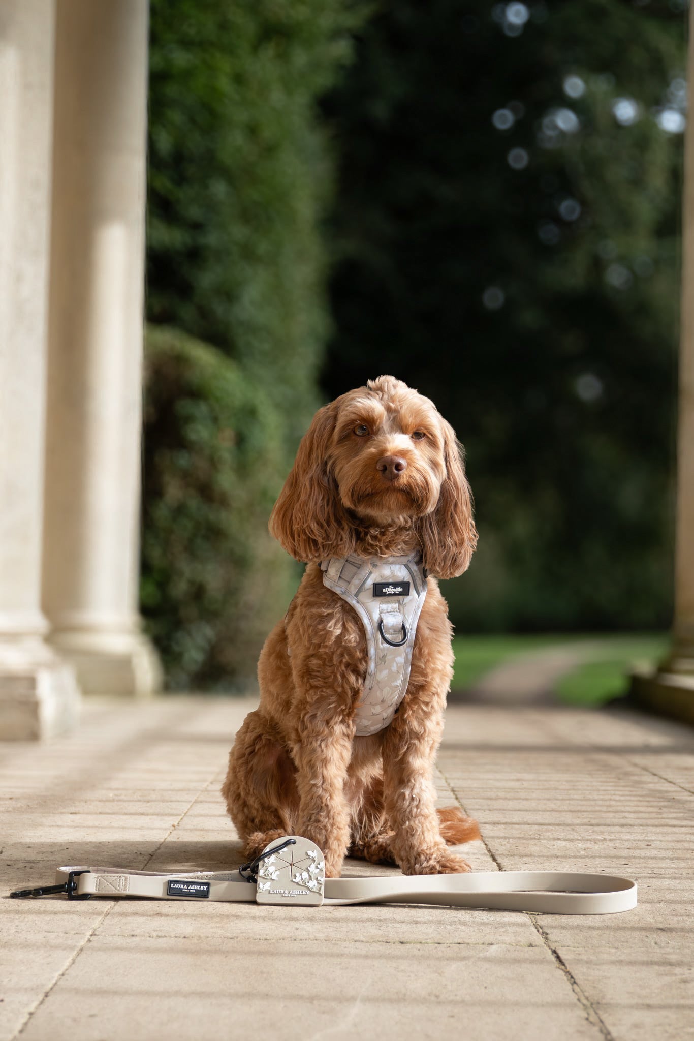 Laura Ashley Dog Harness - Magnolia Grove