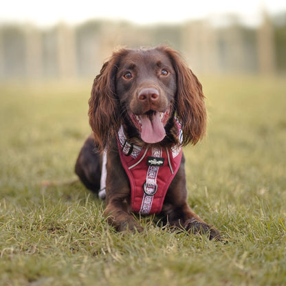 Hike & Go™ Harness - Cherrywood Ivy