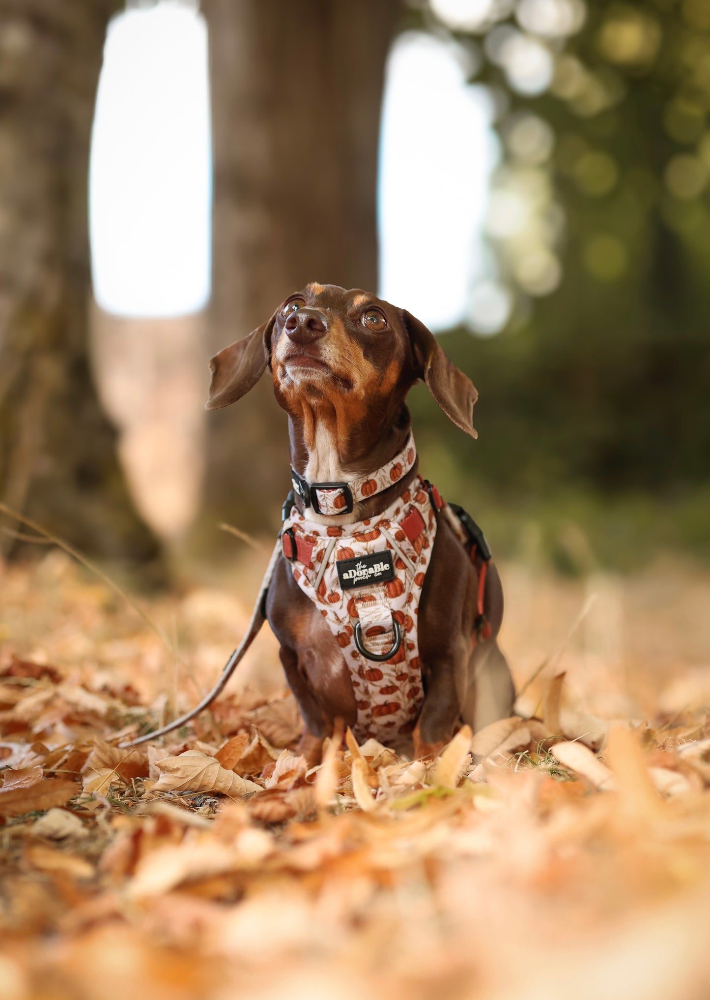 Collar - Pumpkin Farm