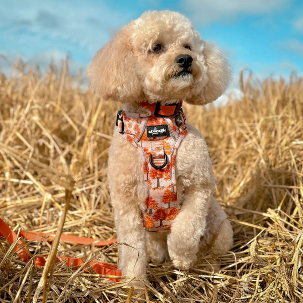 Hike & Go Lite™ Harness - Autumn Orchard