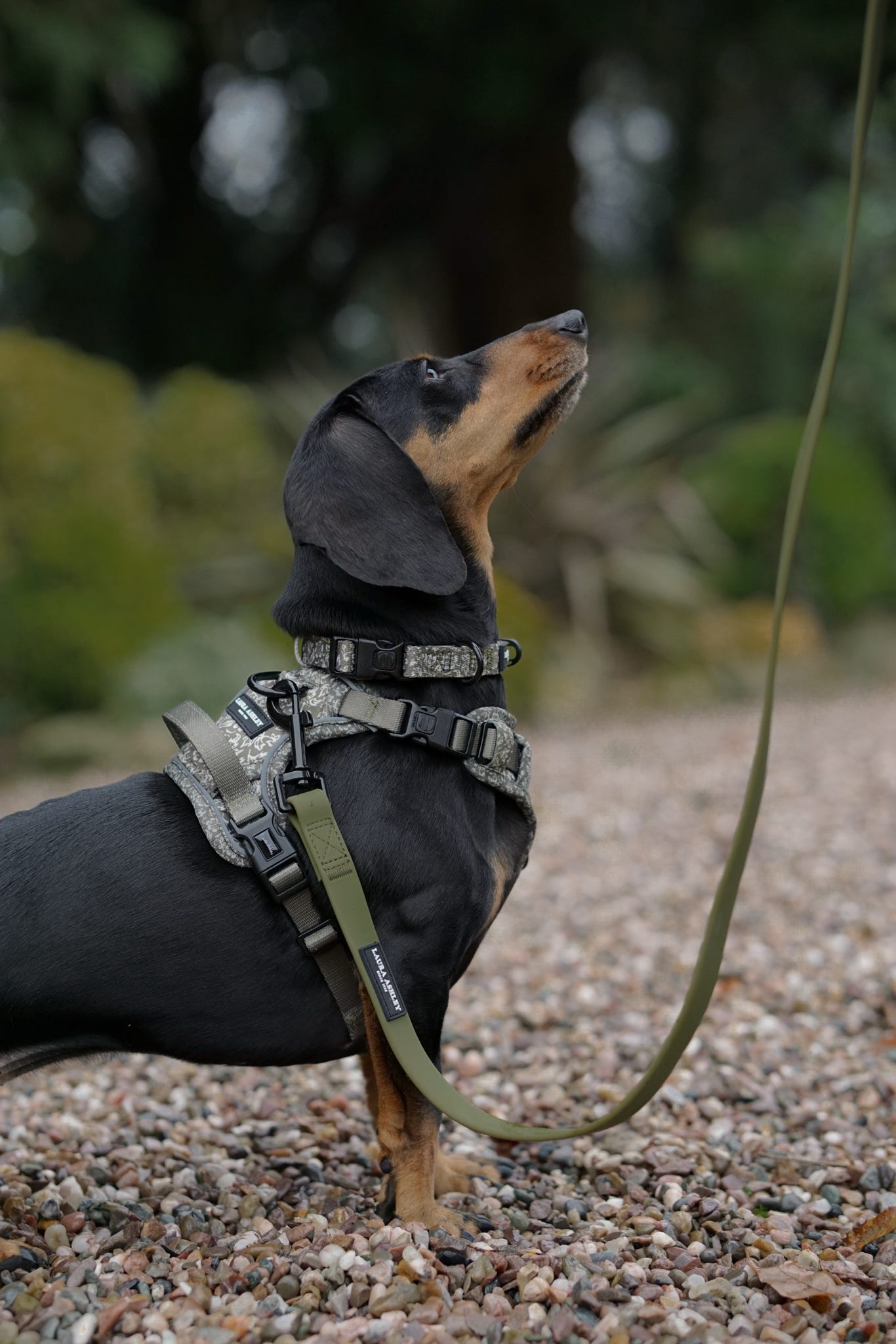 Laura Ashley Dog Harness - Sweet Alyssum