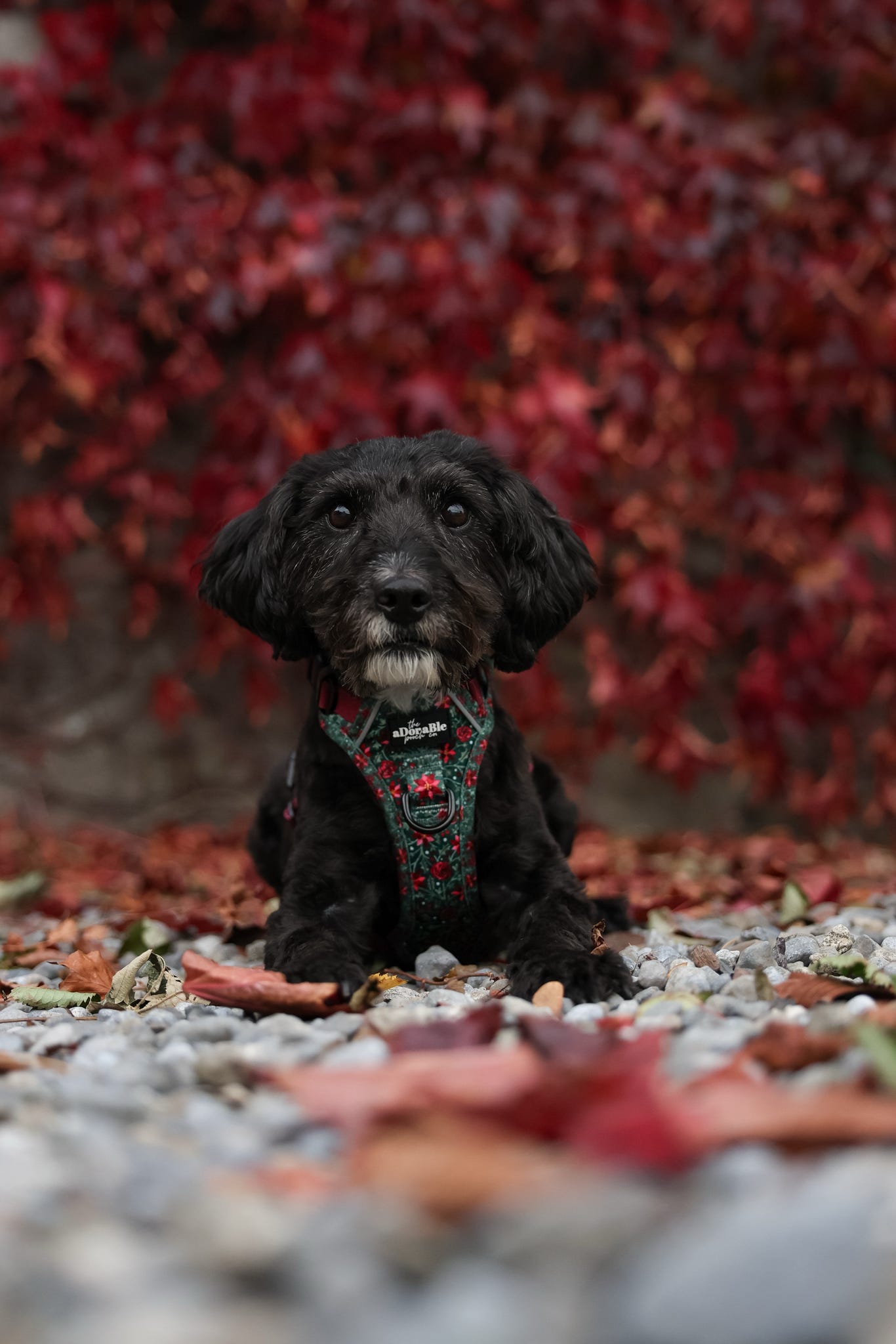 Hike & Go Lite™ Harness - Holly & Ivy