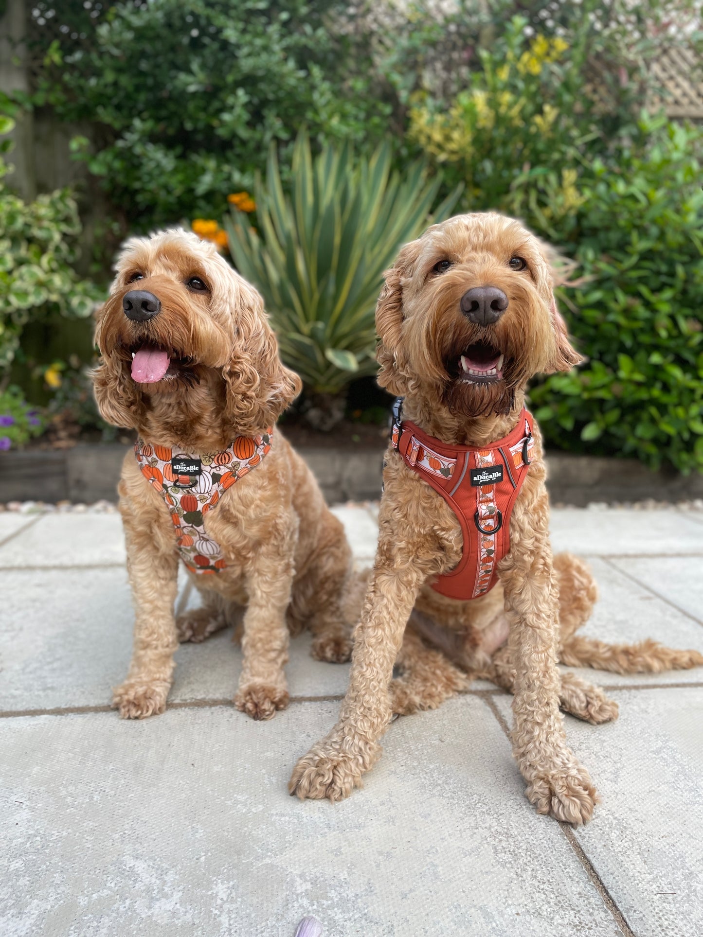 Hike & Go™ Harness - Pumpkin Fields