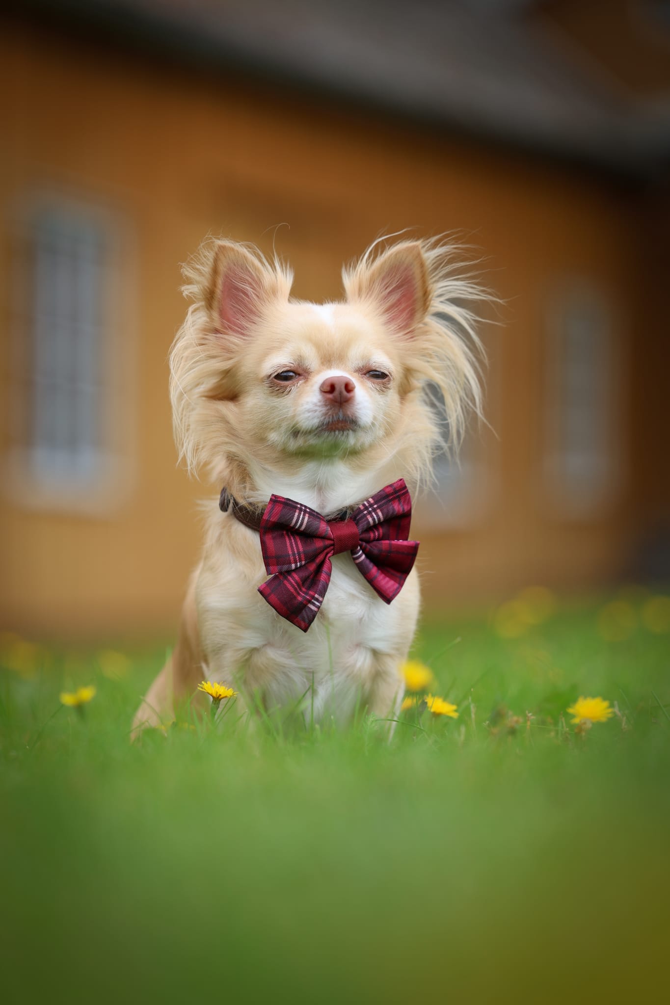 Heritage Sailor Bow Tie - Merlot Manor
