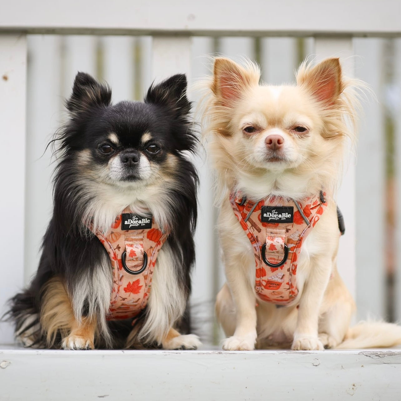 Hike & Go Lite™ Harness - Pumpkin Harvest