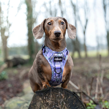 Hike & Go Lite™ Harness - Wisteria Waltz