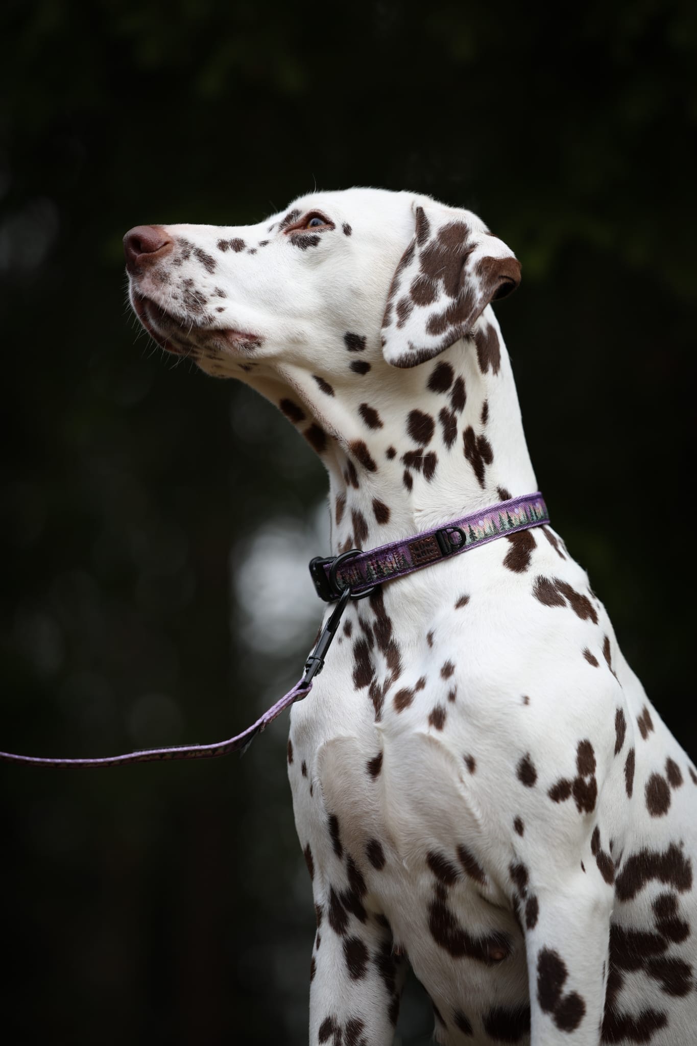 Collar - Moonlit Pines