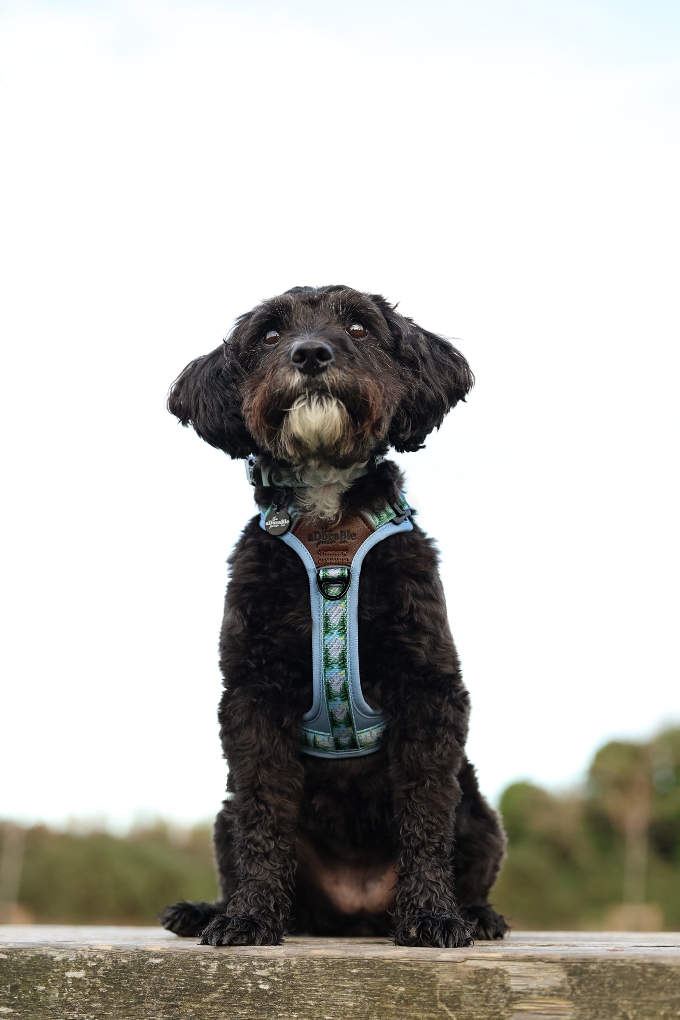 Streamline Pro™ Dog Harness - Daydream Heights