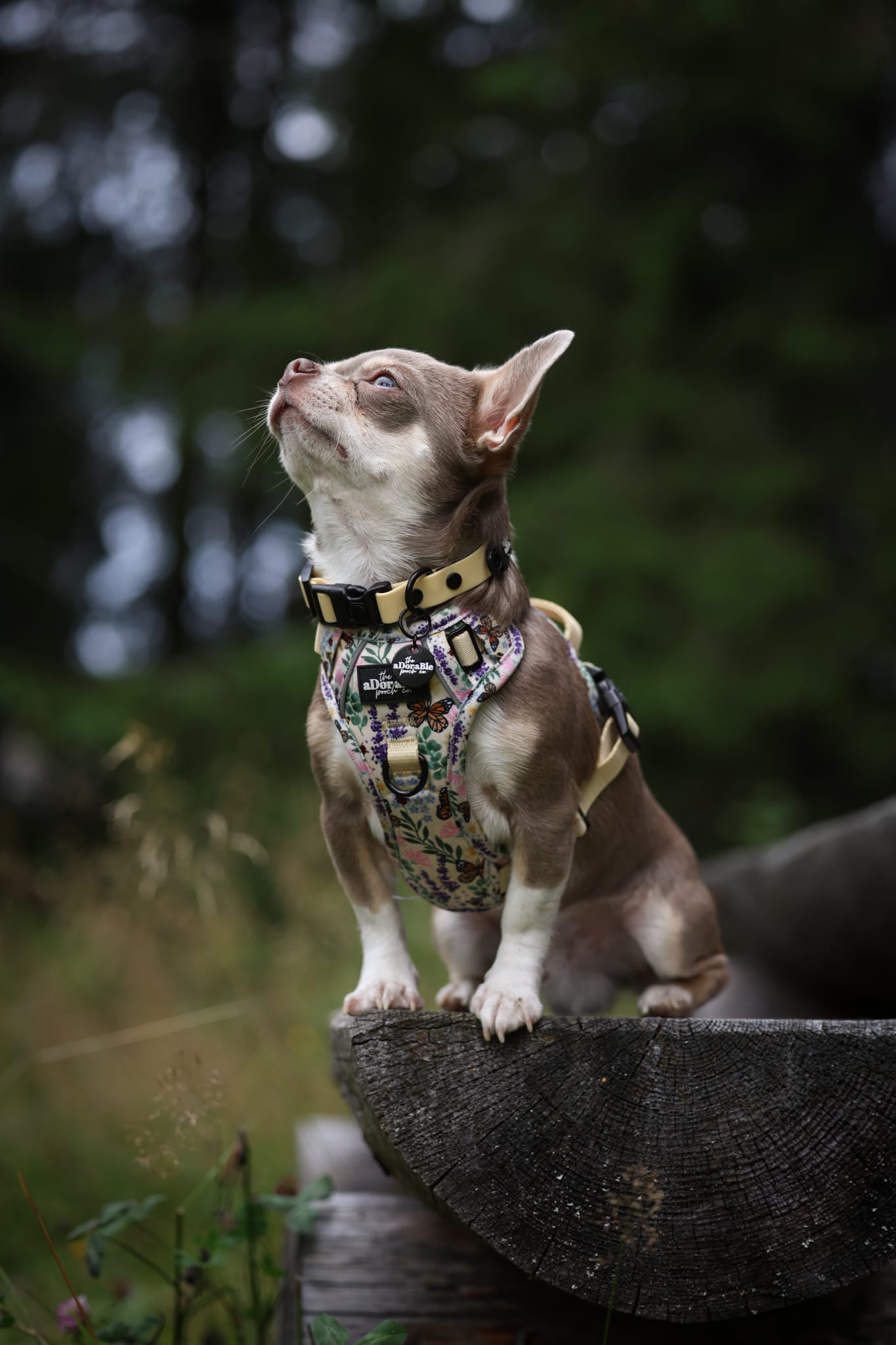 HydroFlex Lite™ Dog Collar - Lemon Sherbet