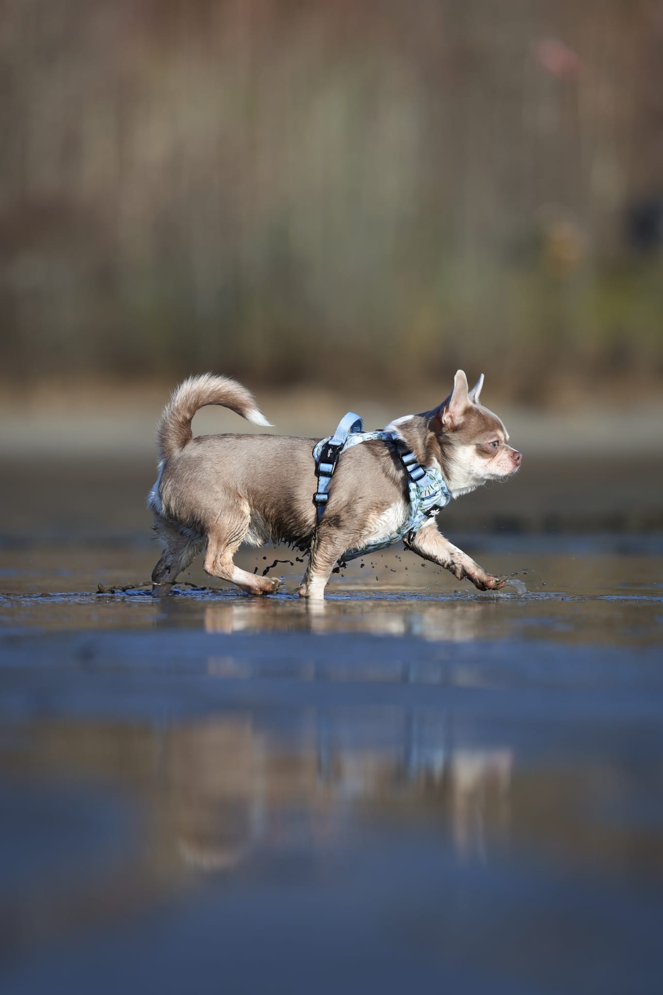 Hike & Go Lite™ Harness - Willow Waters
