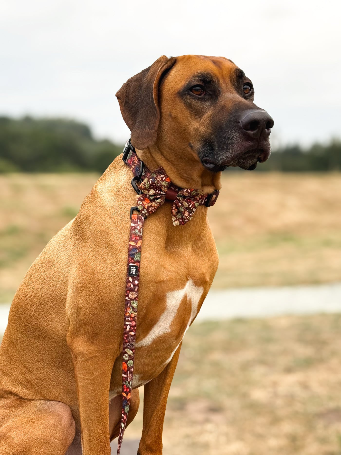 Lead - Foragers Forest