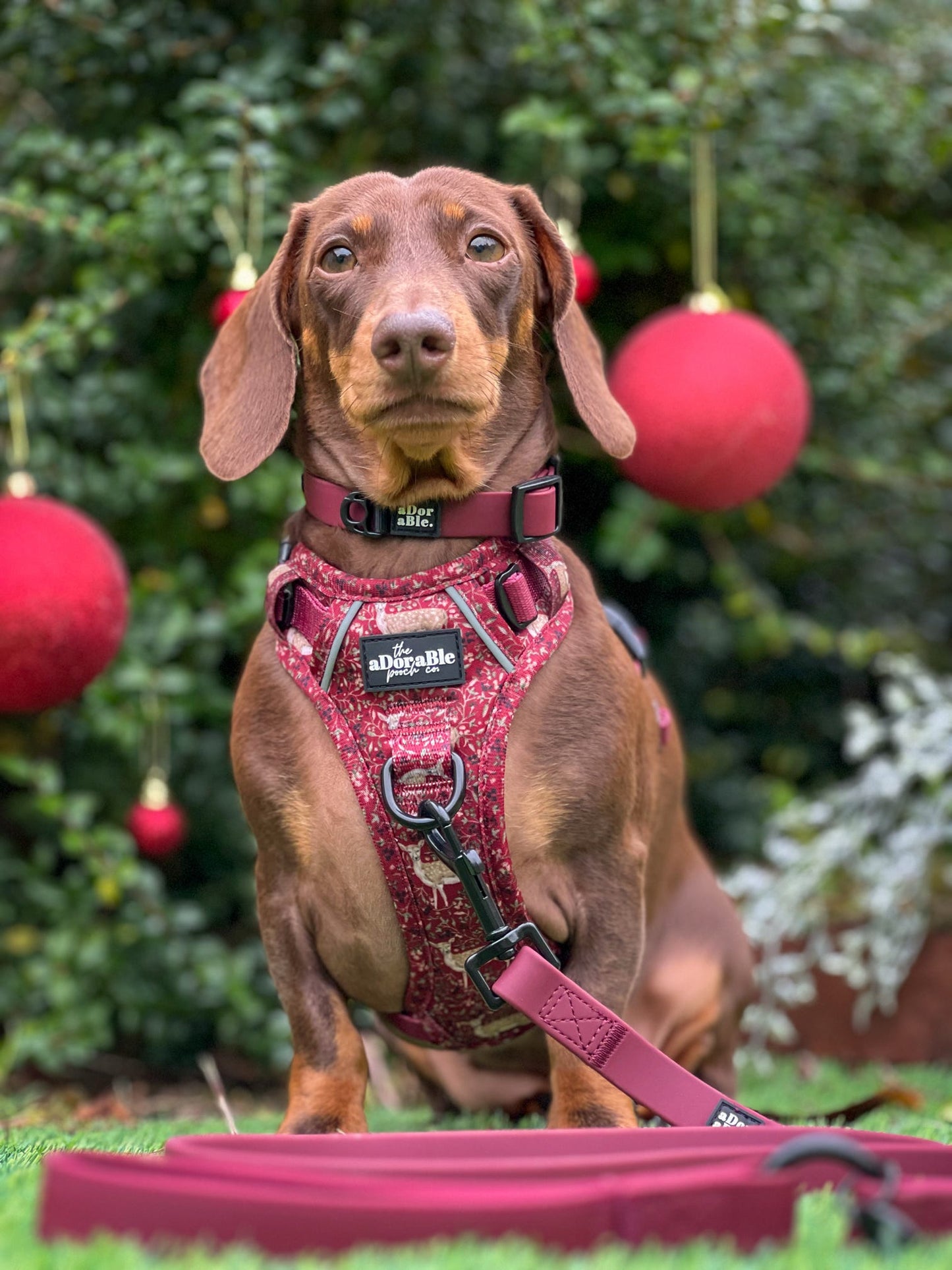 Hike & Go Lite™ Harness - Winter Fawn