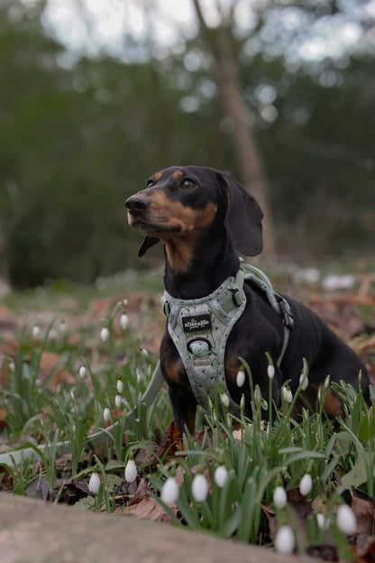 Hike & Go Lite™ Harness - Silent Snowdrops