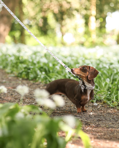 Dog Collar - Cotswold Cottage