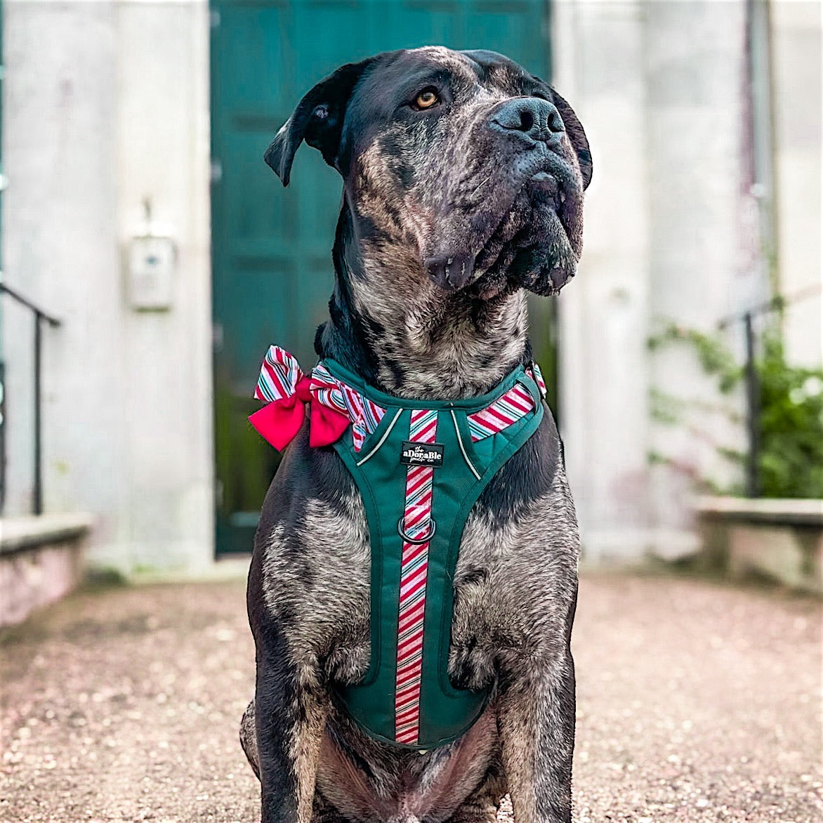 Hike & Go™ Harness - Candy Cane Forest