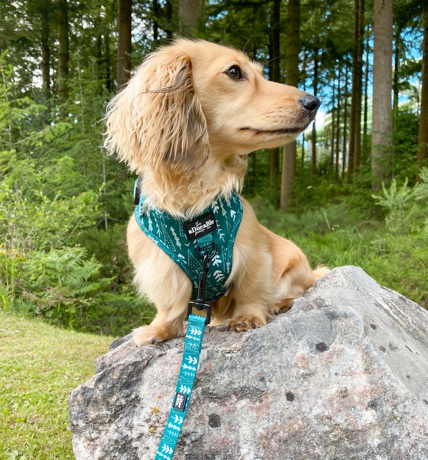 Adjustable Harness - Woodland Walks