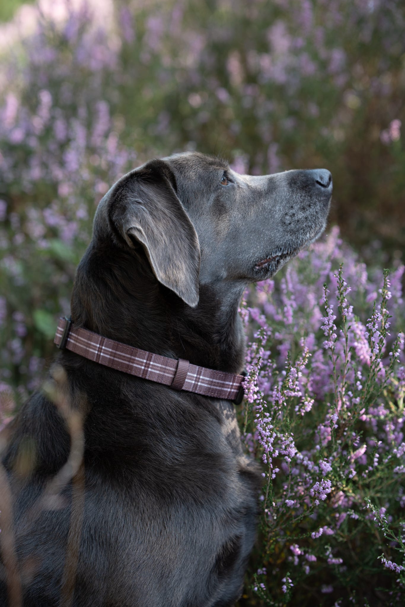 Heritage Collar - Truffle Brown