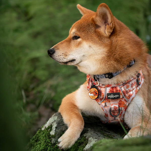 Hike & Go Lite™ Harness - Autumn Orchard