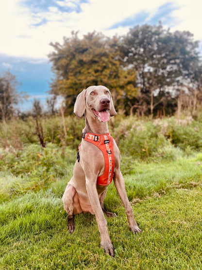 Hike & Go™ Harness - Pumpkin Fields