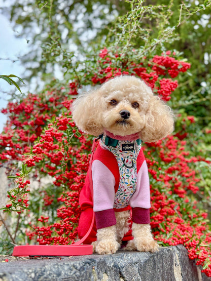 Hike & Go Lite™ Harness - Festive Lights