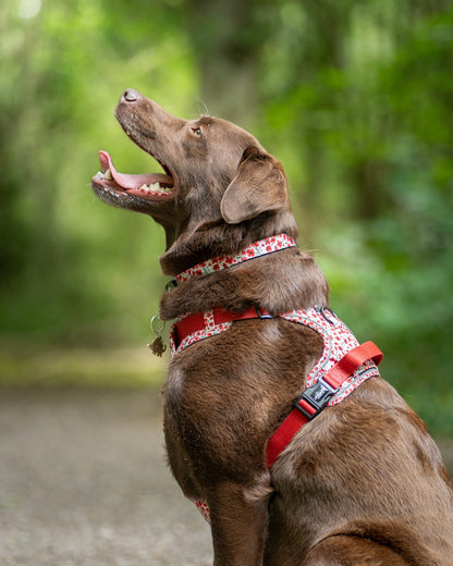 Collar - Painted Poppies