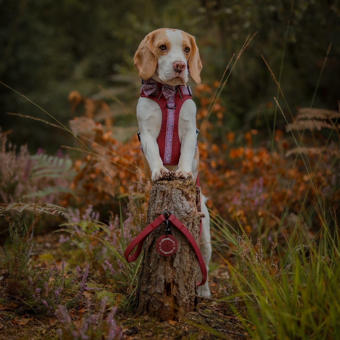 Hike & Go™ Harness - Cherrywood Ivy