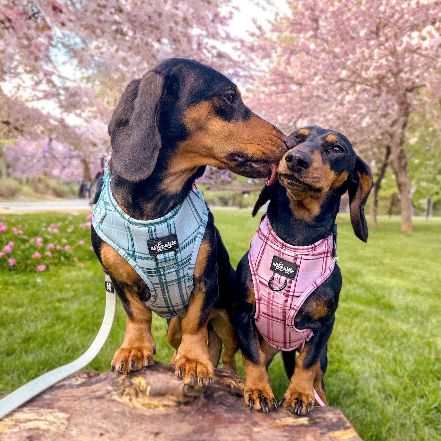 Adjustable Harness - LUXE Frosted Mint Plaid