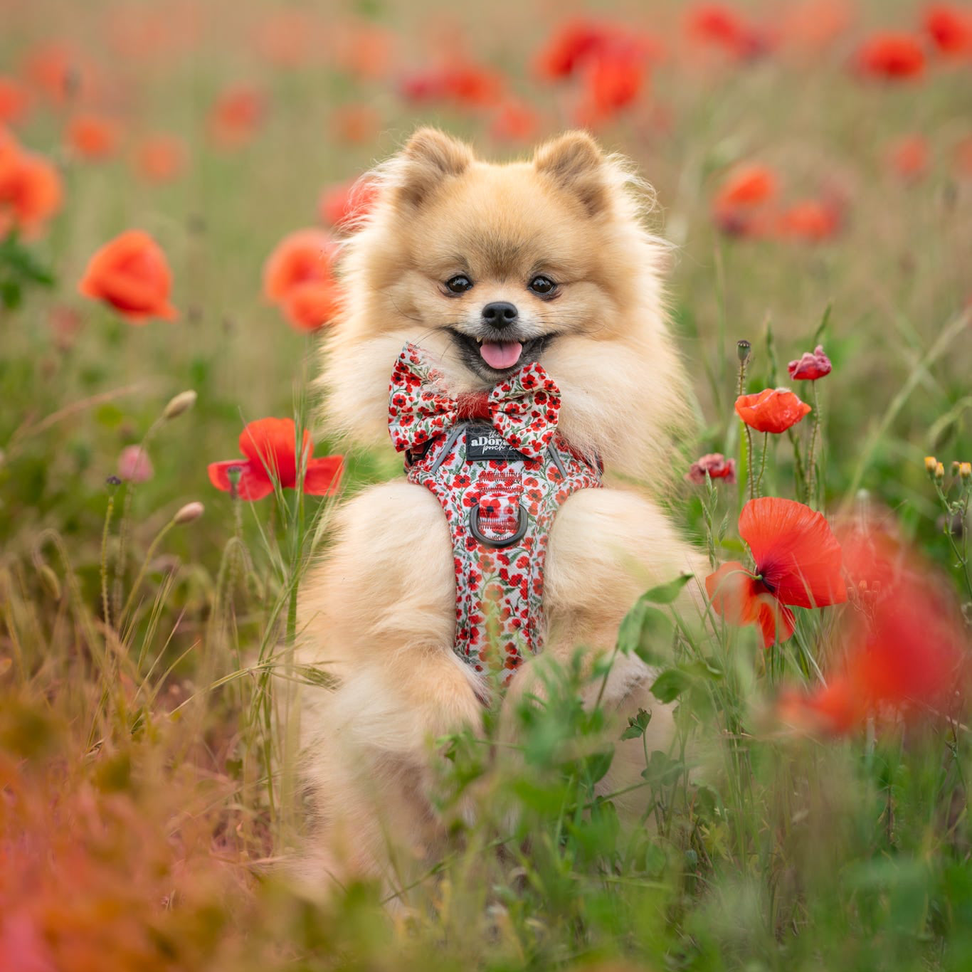 Hike & Go™ Harness - Painted Poppies