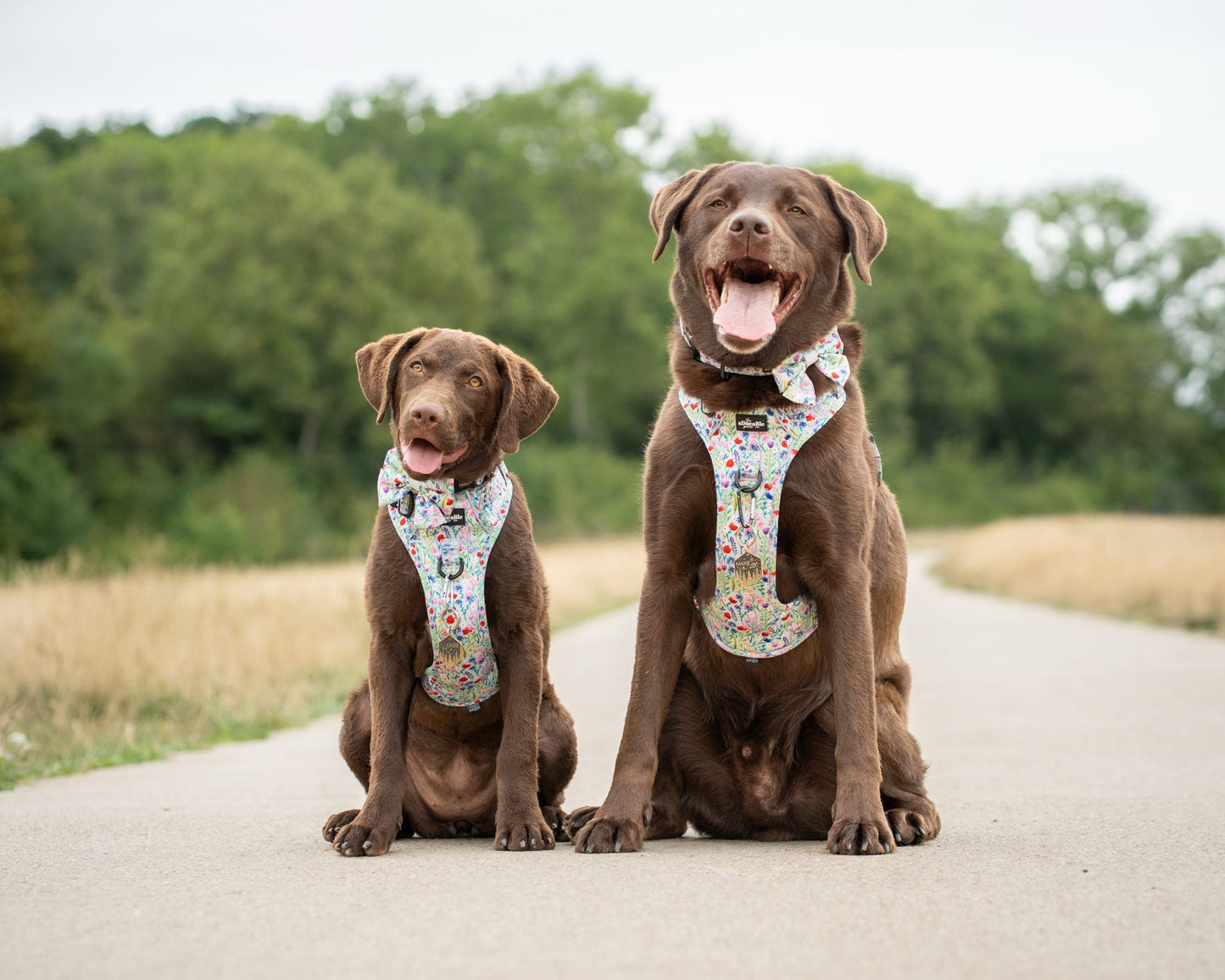 Hike & Go Lite™ Harness - Wildflower Meadow
