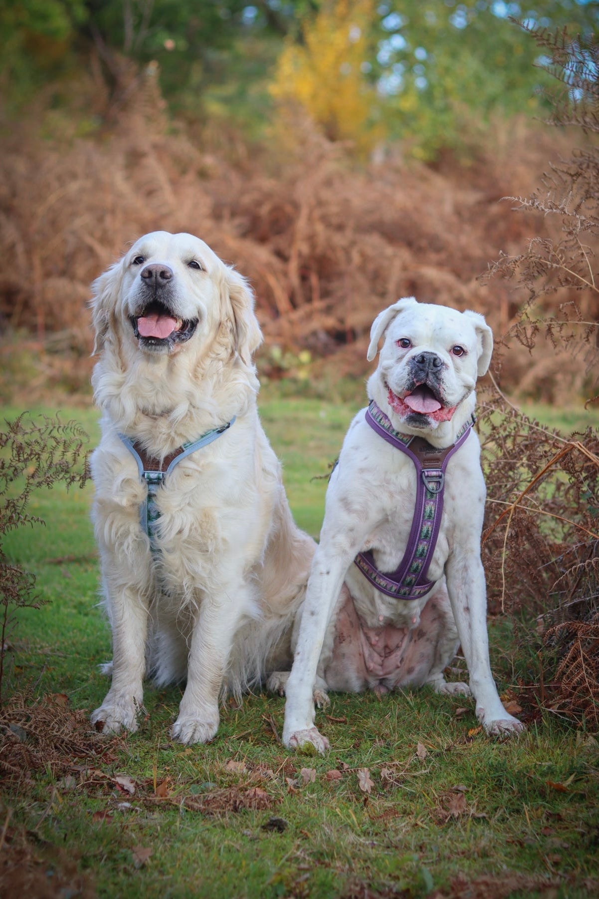 Streamline Pro™ Dog Harness - Moonlit Pines