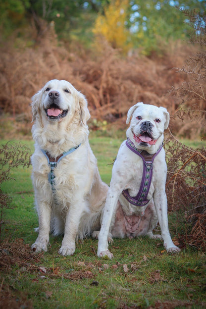 Streamline Pro™ Dog Harness - Moonlit Pines