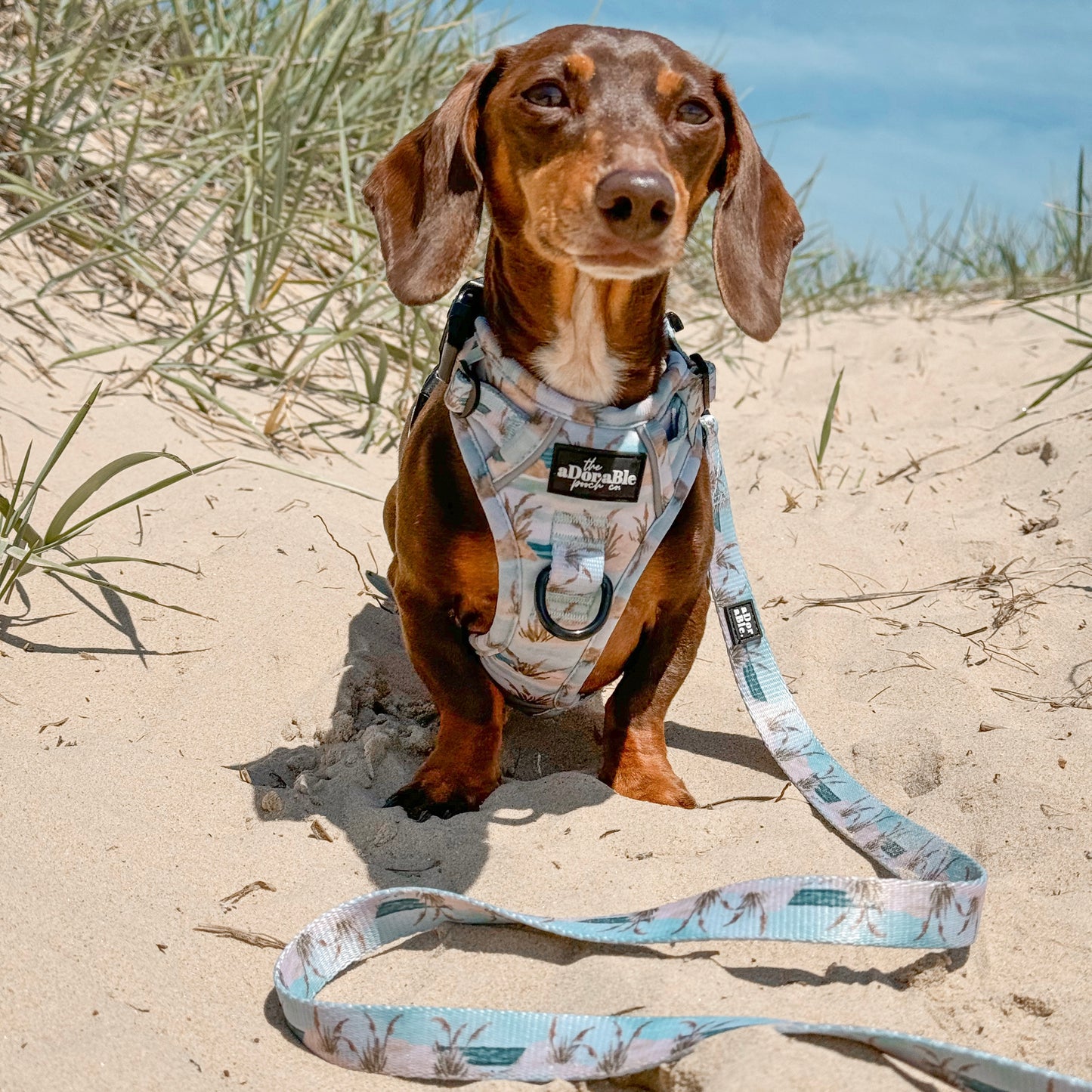 Lead - Coastal Beach Grass