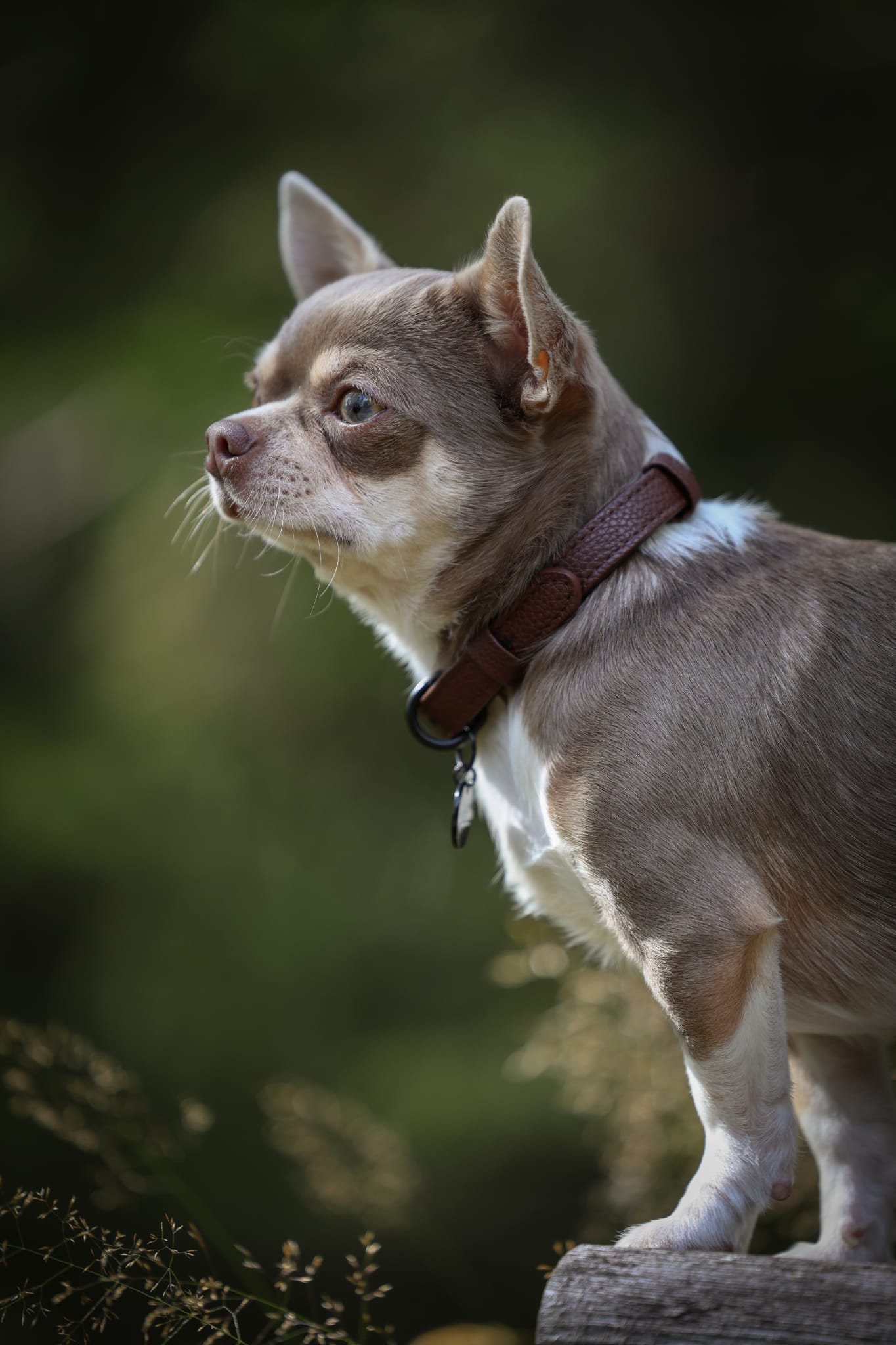 Heritage Faux Leather Dog Collar - Brown