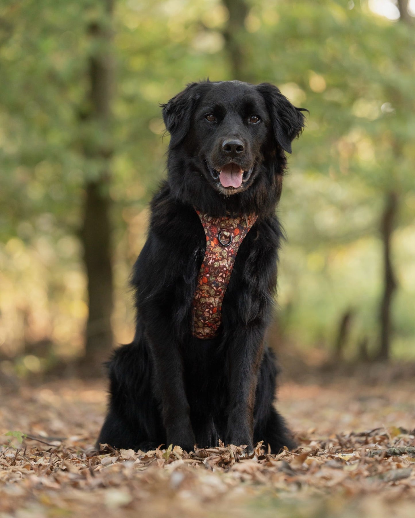 Hike & Go™ Harness - Foragers Forest