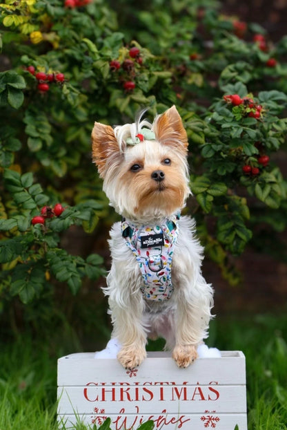 Hike & Go Lite™ Harness - Festive Lights