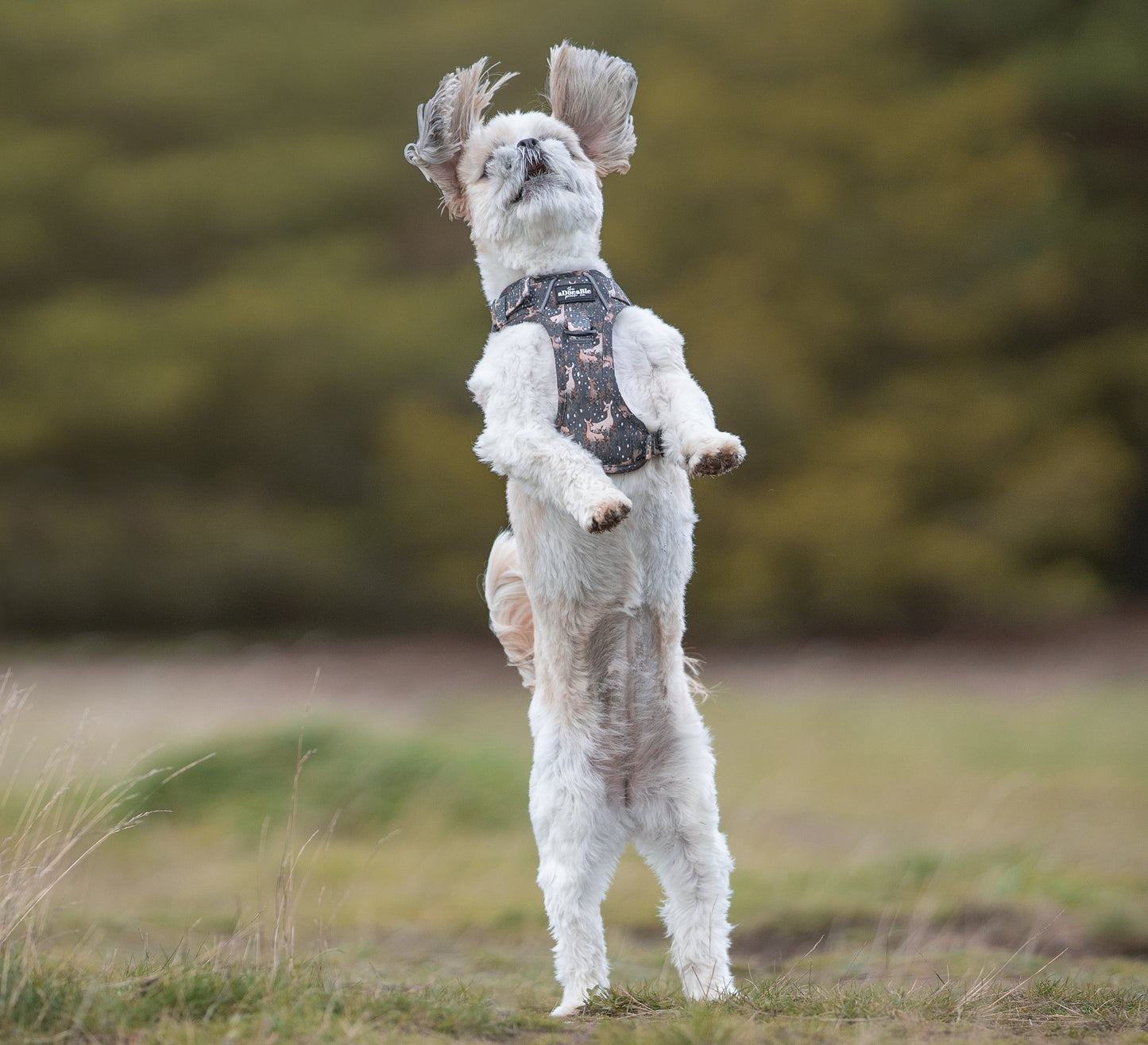 Hike & Go™ Harness - Nature Trails