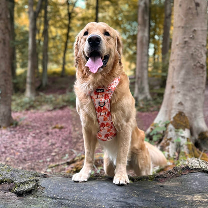 Hike & Go Lite™ Harness - Autumn Orchard