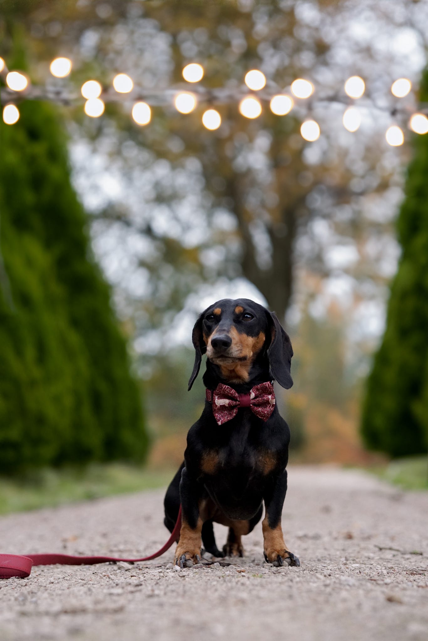 Bow Tie - Winter Fawn