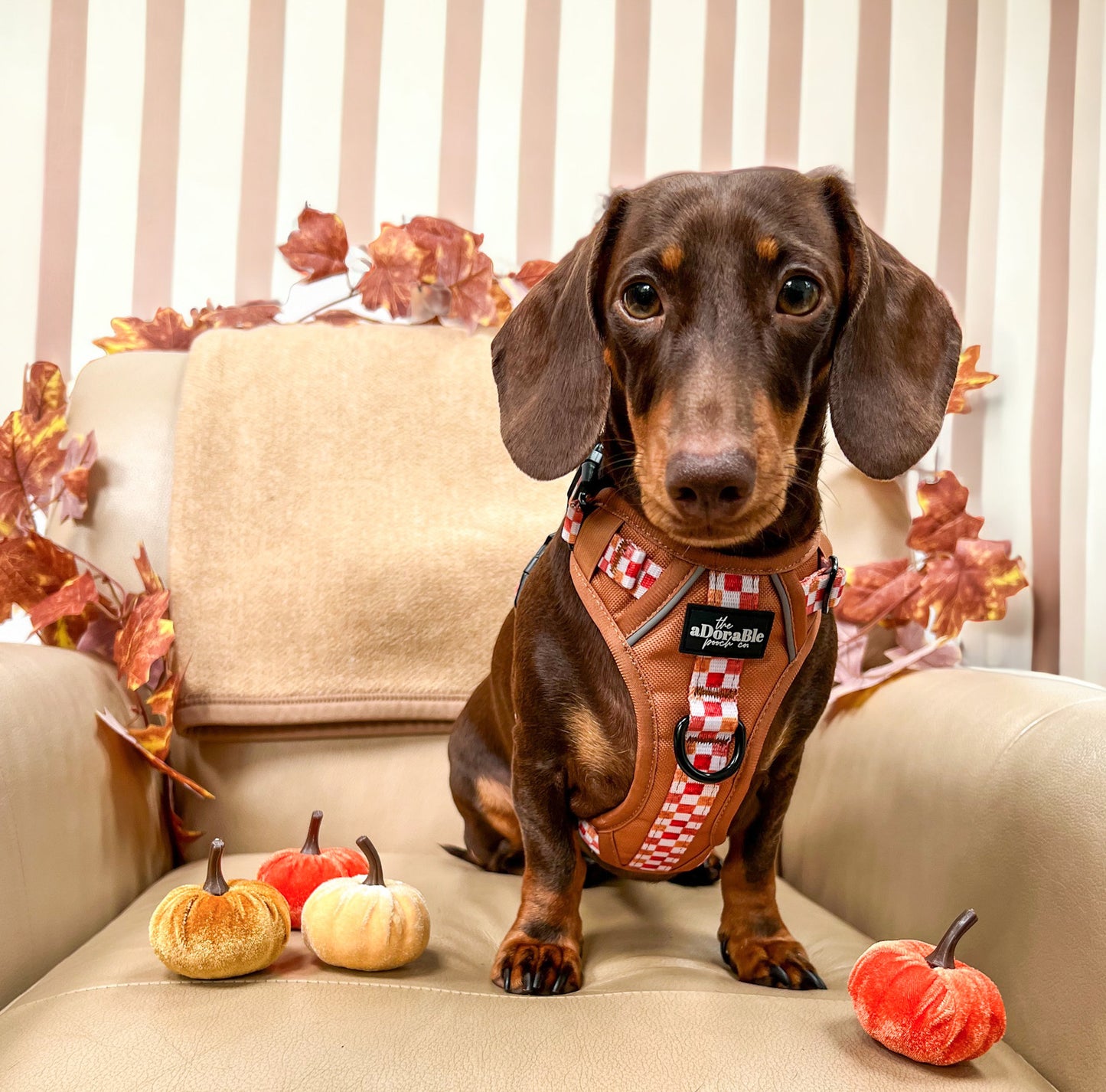 Hike & Go™ Harness - Gingerbread Waffle