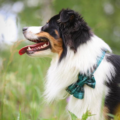 Heritage Collar - Pheasant Green