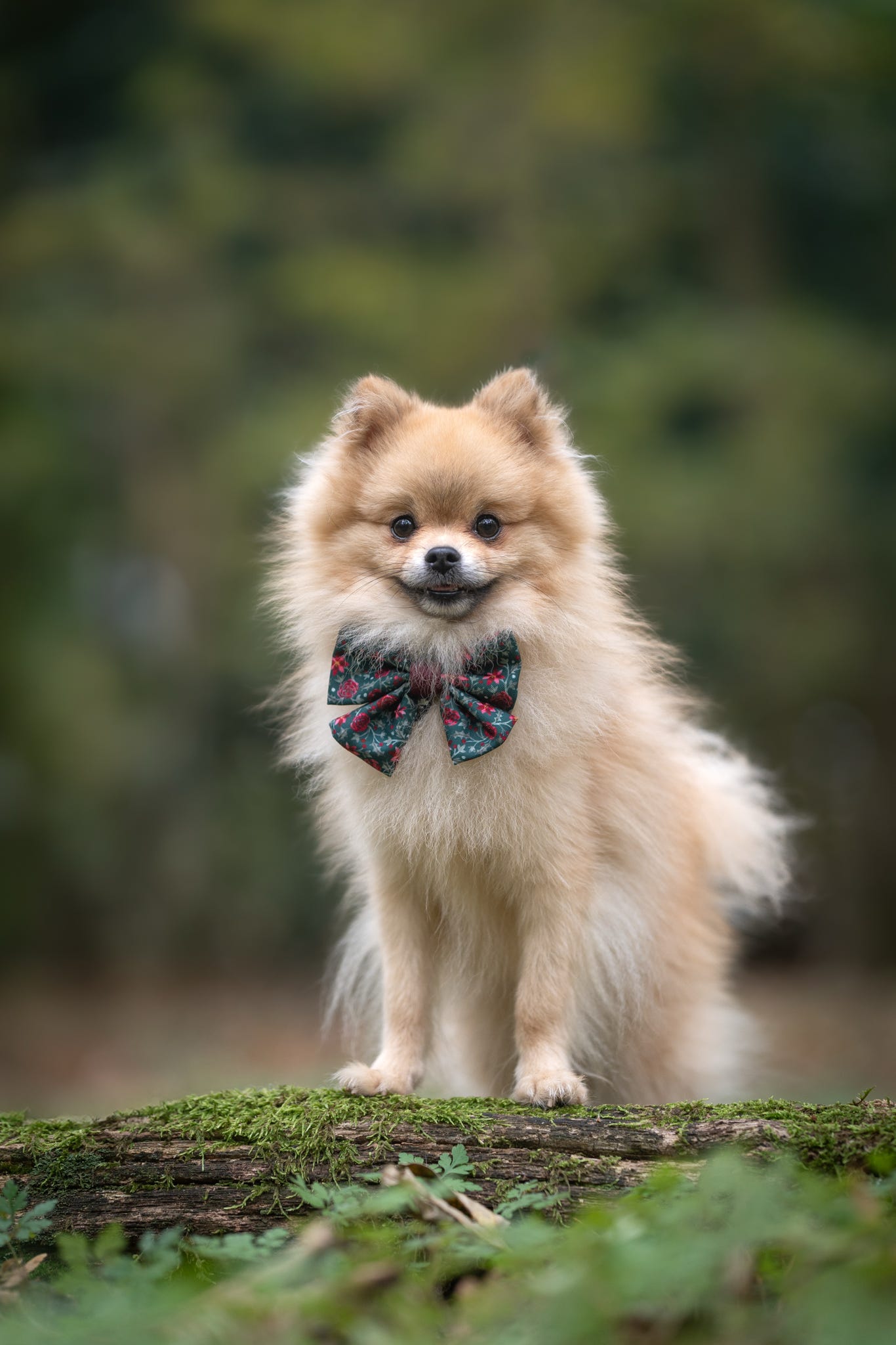 Sailor Bow Tie - Holly & Ivy