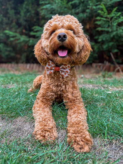 Bow Tie - Pumpkin Farm