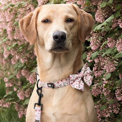 Dog Collar - Blushing Blossoms