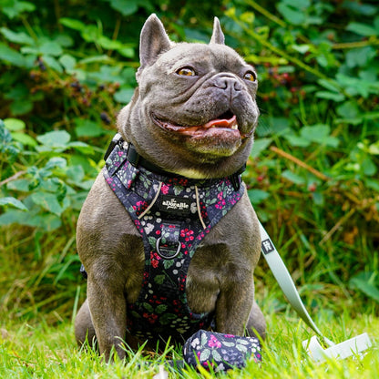 Hike & Go Lite™ Harness - Bramble Berry